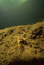 Spinycheek / American freshwater crayfish (Orconectes limosus) in sand winning pit, Holland. This species is widely spread over the Dutch waters and drives away the nearly extinct Noble crayfish (Ast...