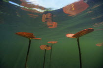 Underwater view of young leaves of White water lily (Nymphaea alba) growing towards surface, Lake Naarden, Holland