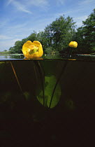 Split level view of Yellow water lily (Nuphar lutea) Lake Naarden, Holland