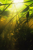Moss animals / Bryozoans {Cristatella mucedo} under leaves of White water lily, Lake Naarden, Holland