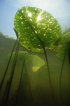 Underwater view of Yellow water lily leaf (Nuphar lutea) sunlight coming through holes where leaf miners have eaten part of leaf, Lake Naarden, Holland