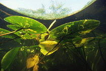 Underwater view of Yellow water lily leaf (Nuphar lutea) leaf miners have eaten part of leaves, Lake Naarden, Holland