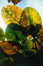 Underwater view of autumnal Yellow water lily leaves (Nuphar lutea) leaf miners have eaten part of leaves, Lake Naarden, Holland