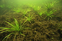 Water soldier plants (Stratoites aloides) on bottom of Lake Naarden, Holland