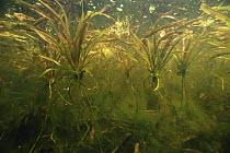 These young Water soldier plants (Stratiotes aloides) are still connected with offshoots with the mother plant, Lake Naarden, Holland