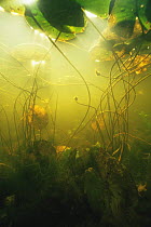 Underwater view of lake in Autumn when White water lily plants are dying (Nymphaea alba) Lake Naarden, Holland