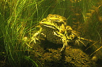 European edible frogs mating (Rana esculenta) in garden pond, Holland