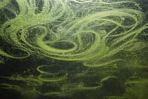 Floating algae (Algae) in garden pond, Holland