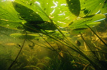 Underwater view of White water lily leaves (Nymphaea alba) in garden pond, Holland