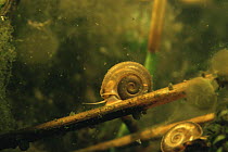 Ramshorn snail (Planorbis planorbis) in garden pond, Holland