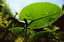 Underwater view of Yellow water lily (Nuphar lutea) and Shining pondweed, garden pond, Holland