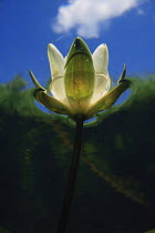 Abstract underwater view of flowering White water lily (Nymphaea alba) Holland