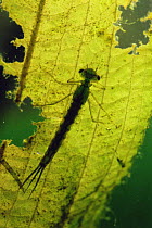 Larva of Damselfly {Coenagrionidae} on leaf of aquatic plant, Garden Pond, Holland