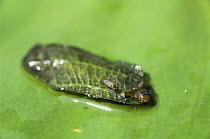 Larva of China mark moth {Nymphula nympheata)The larvae cut pieces out of water lily leaves to make their coccoon. Garden Pond, Holland