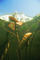 Underwater view of White water lily (Nymphaea alba) with people looking down from side of garden pond, Holland