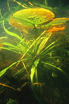 Underwater view of Water soldier (Stratiotes aloides) and White water lily (Nymphaea alba) Holland