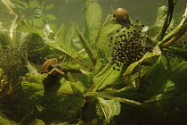Great pond snails (Lymnaea stagnalis) with European edible frog spawn (Rana esculenta) Holland
