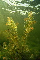 Underwater view of Spikes water milfoil (Myriophyllum spicatum) Lake Naarden, Holland