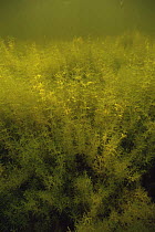 Stonewort algae {Chara vulgaris} in freshwater lake,  Lake Naarden, Holland