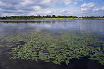 Common bistort (Bistorta officinalis) at Lake Naarden, Holland