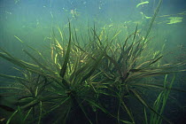 Water soldier plants (Stratiotes aloides) underwater, Lake Naarden, Holland