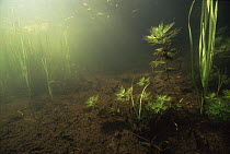 Underwater view of Water violet (Hottonia palustris) with Unbranched bur reed on the right and left, Lake Naarden, Holland