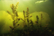Rigid hornwort {Ceratophyllum demersum} with algae in the background, Lake Naarden, Holland