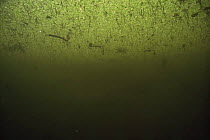 Underside view of Lesser duckweed (Lemna minor) in a nutrient rich ditch near Lake Naarden, Holland