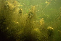 Underwater view of floating (Algae) beds, Lake Naarden, Holland