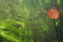 Shoal of young Bream (Abramis brama) sheltering in aquatic plants, Lake Naarden, Holland