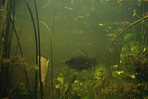 Tench (Tinca tinca) amongst aquatic plants, Lake Naarden, Holland
