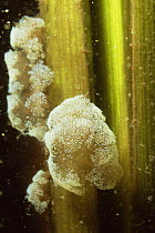 Stalked peritrichs (Vorticella) sitting on Greater bulrush (Typha latifolia), Lake Naarden, Holland