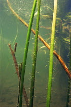 Brown hydra on plants (Hydra fusca) Lake Naarden, Holland