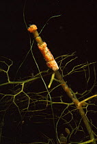 Eggs of Water mite {Piona coccinea} on stem of aquatic plant,  Lake Naarden, Holland