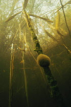 Moss animals / Bryozoans {Plumatella fungosa} on a sponge covered reedstem. Lake Naarden, Holland
