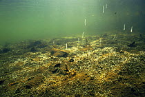 Freshwater algae of the Periphyton producing oxygen bubbles that ascend to the pond surface. Lake Naarden, Holland