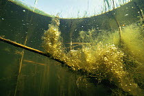 Underwater view of Algae with oxygen bubbles they produce, Lake Naarden, Holland