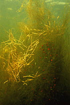 Water mites {Piona coccinea} amongst algae, Lake Naarden, Holland