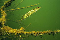 Young Pike (Esox lucius) in sand winning pit, Holland
