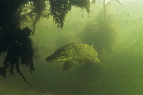 Pike (Esox lucius) lurking under aquatic plants in sand winning pit, Holland