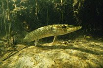 Pike (Esox lucius)  under aquatic plants in sand winning pit, Holland
