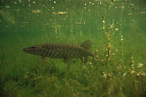 Pike (Esox lucius) swimming between Stonewort, Little Lake, Holland
