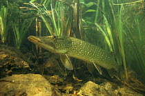 Pike (Esox lucius) under aquatic plants in sand winning pit, Holland