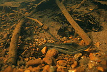 Brook lampreys (Lampetra planeri) nesting and preparing to mate in river, Holland