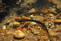 Brook lampreys (Lampetra planeri) preparing their spawning place in river, Holland
