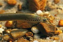 Brook lamprey adult (Lampetra planeri) Holland.  Eyes only exist in the adult phase, with seven gill holes on each side and only one nose hole.