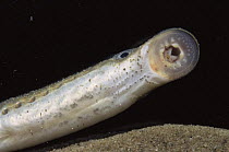 Underside view of mouth suction pad of Brook lamprey (Lampetra planeri) captive in aquarium, Holland