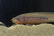 Blind larva of Brook lamprey (Lampetra planeri), it lives from detritus and sits in the bottom for about 6-7 years, captive in aquarium, Holland