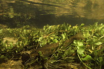 Stone loach (Nemacheilus barbatula) hiding in aquatic plants in brook, Holland