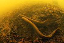 European river lamprey (Lampetra fluviatilis) male and female pair preparing to mate, Holland
